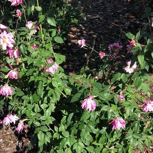 Meet your Posher, Debra